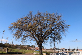 Quercia Marchesana